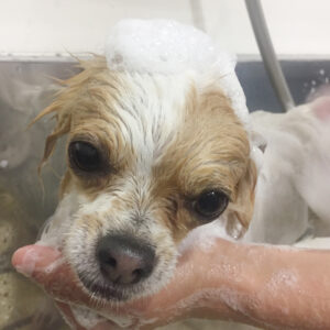 シャンプーチワワ