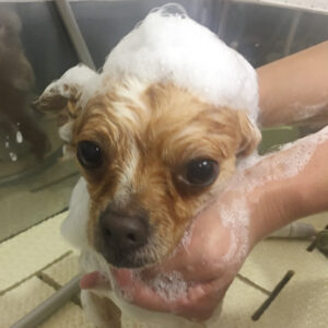 シャンプーチワワ