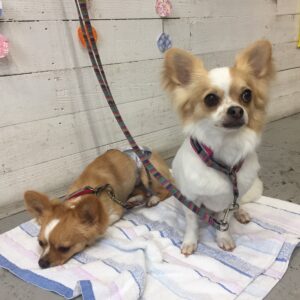 仕上がりチワワ