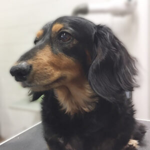 よろしくダックス