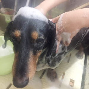 シャンプーダックス