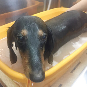 お風呂ダックス