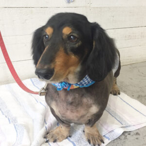 仕上がりダックス