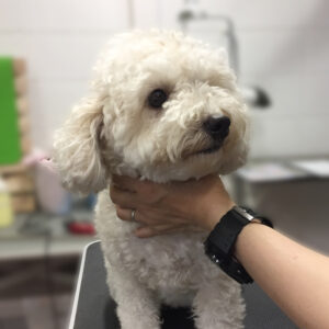 よろしくトイプー