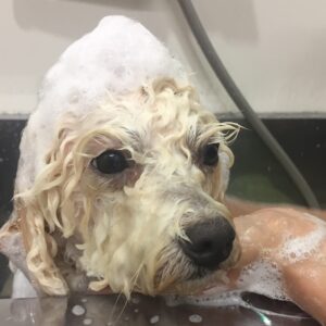 シャンプートイプー