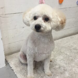 仕上がりトイプー