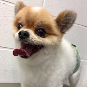 よろしくミックス