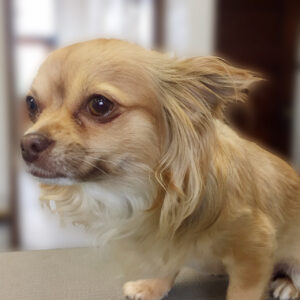 よろしくチワワ