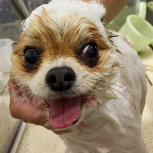 シャンプーミックス