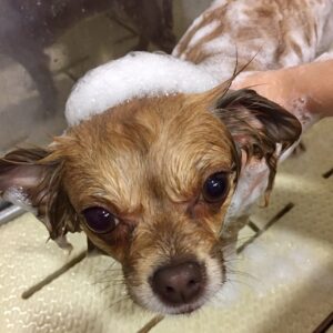 シャンプーチワワ