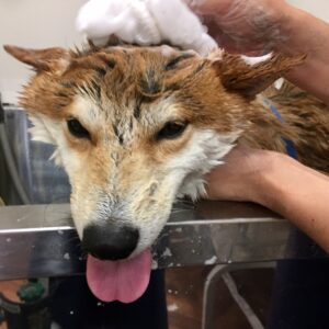 シャンプーしば