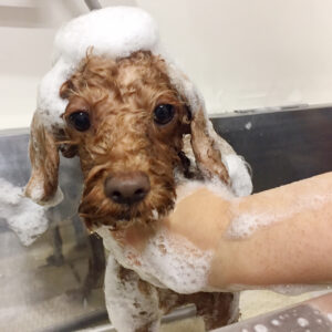 シャンプートイプー