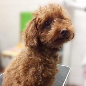 よろしくトイプー