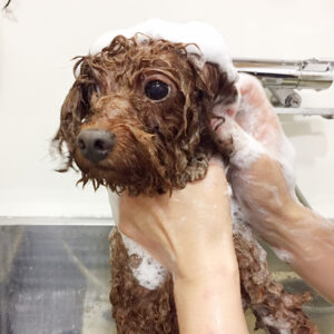 シャンプートイプー