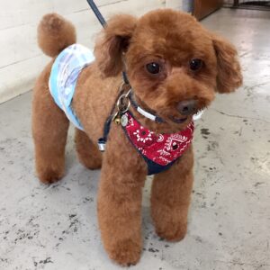 仕上がりトイプー