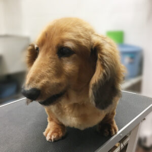 よろしくダックス