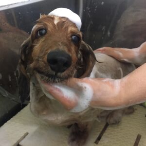 シャンプーダックス