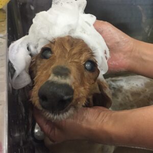 シャンプーダックス