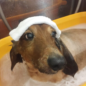 お風呂ダックス