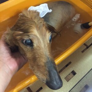 お風呂ダックス