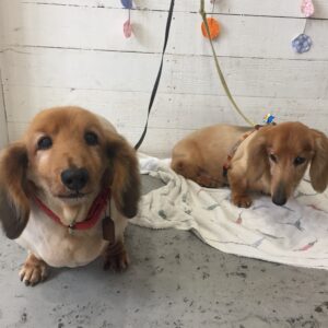 仕上がりダックス