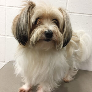 よろしくミックス