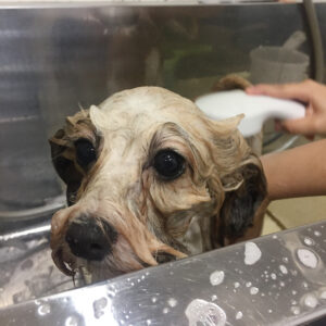 シャンプーミックス