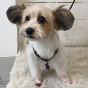 仕上がりミックス