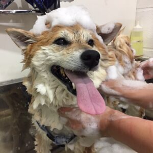 シャンプーしば