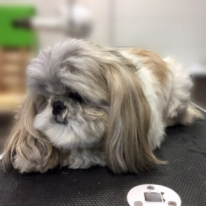 よろしくシーズー