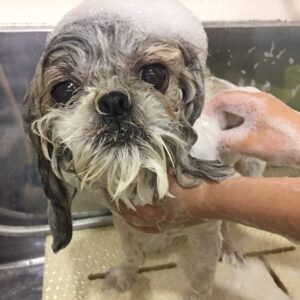 シャンプーシーズー