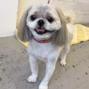 仕上がりシーズー