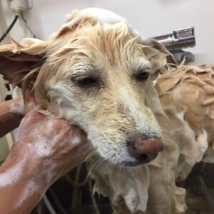 シャンプーミックス