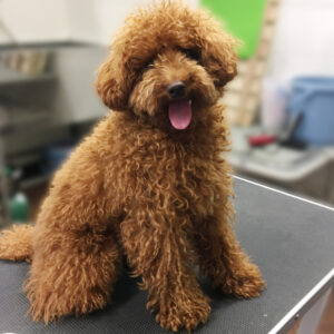 よろしくトイプー