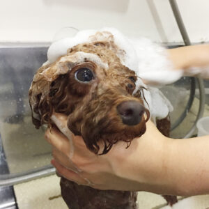 シャンプートイプー