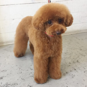 仕上がりトイプー