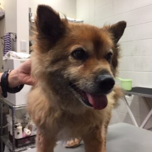 リンちゃんカット前