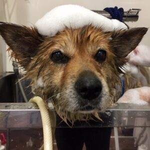 リンちゃんシャンプー中