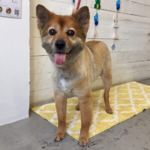 リンちゃん施術後