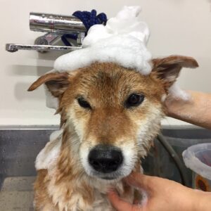 りくちゃんシャンプー中