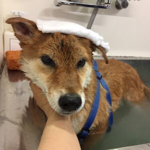 りくちゃんスパ中