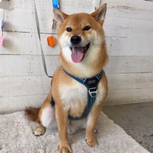 りくちゃん施術後