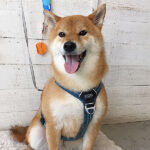 りくちゃんアイキャッチ