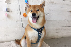 りくちゃんアイキャッチ