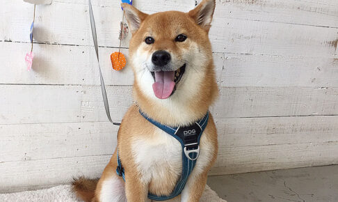 りくちゃんアイキャッチ