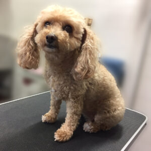 よろしくトイプー