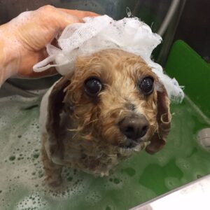 シャンプートイプー