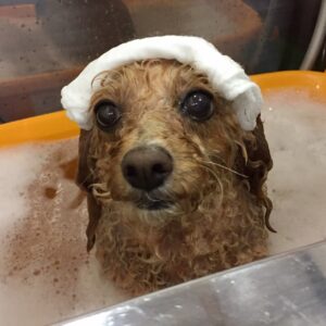 お風呂トイプー