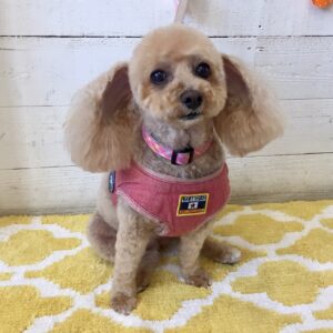 仕上がりトイプー