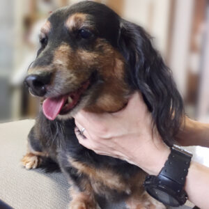 よろしくダックス